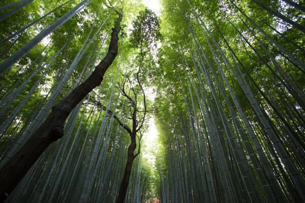 奧林匹克公園樹林圖片