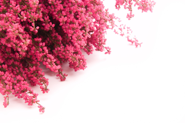 鮮花圖片