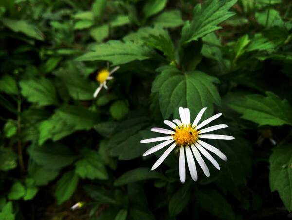 馬蘭花圖片