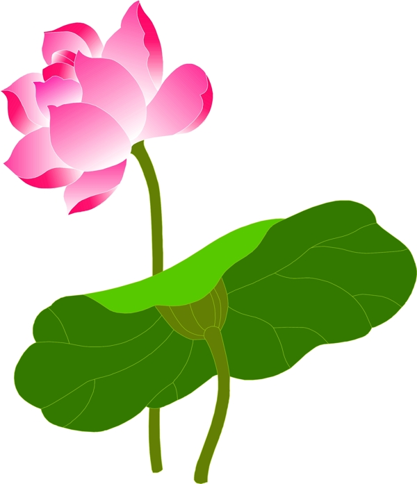 荷花圖片