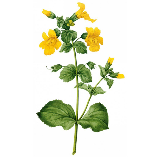 位圖藝術(shù)效果水彩花卉免費(fèi)素材