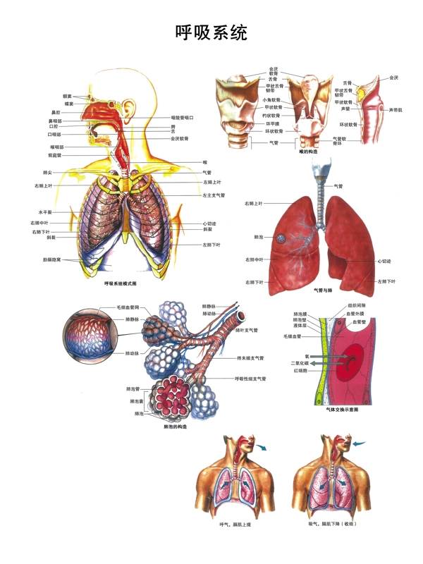 呼吸系统解剖图PSD完全分层图片