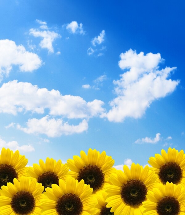 蓝天白云与向日葵图片