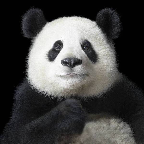 熊貓加油