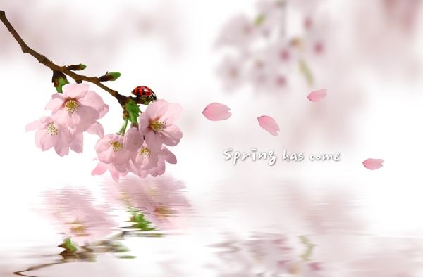 浪漫櫻花圖片