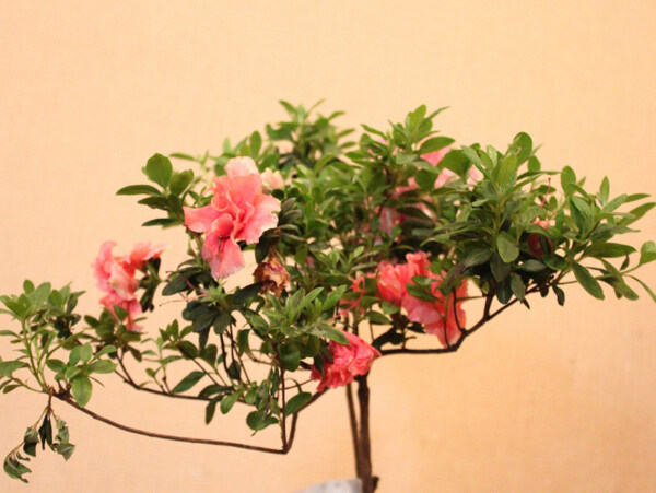 位圖植物圖案寫(xiě)意花卉花朵免費(fèi)素材