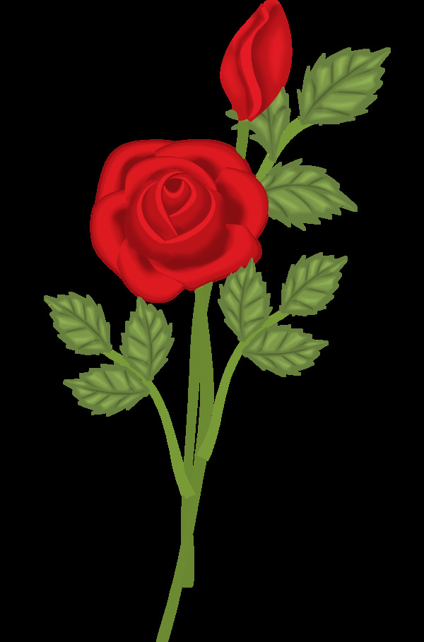 玫瑰花圖片