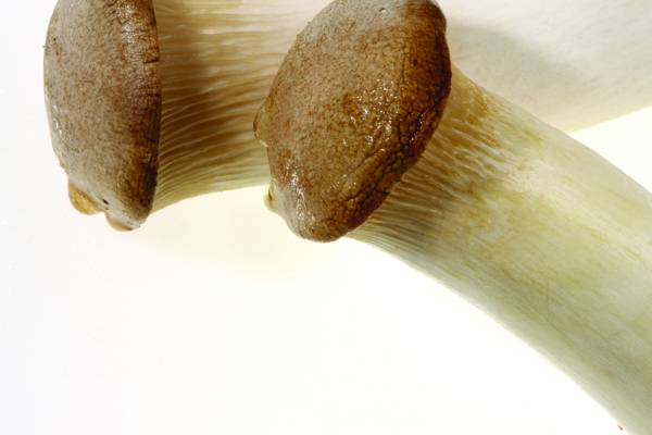 蘑菇菌菇图片