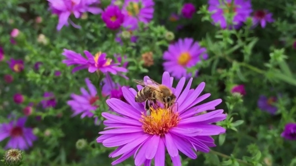 花卉蜜蜂视频素材设计