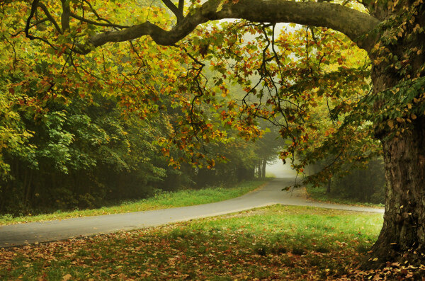 秋天树林马路风景图片