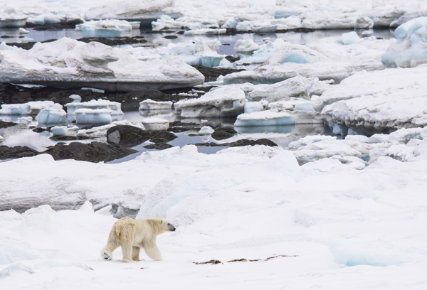 冰面觅食的北极熊