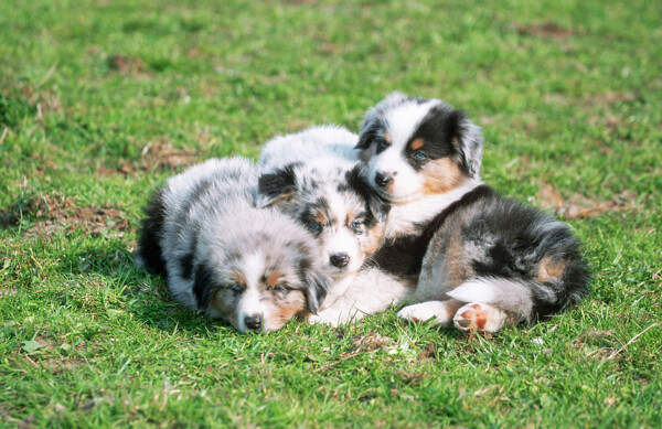 三个趴在草地上的小狗