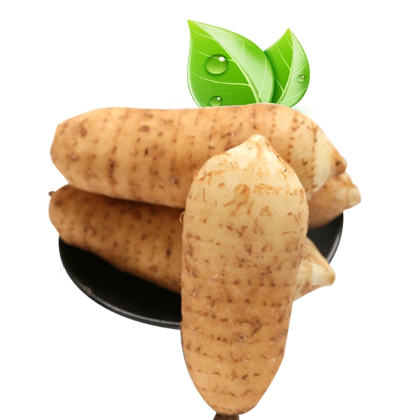 野生鮮天麻
