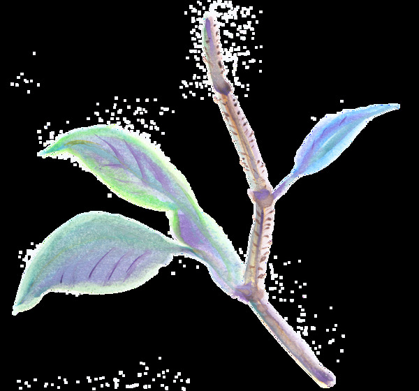 紫紋花枝透明裝飾素材