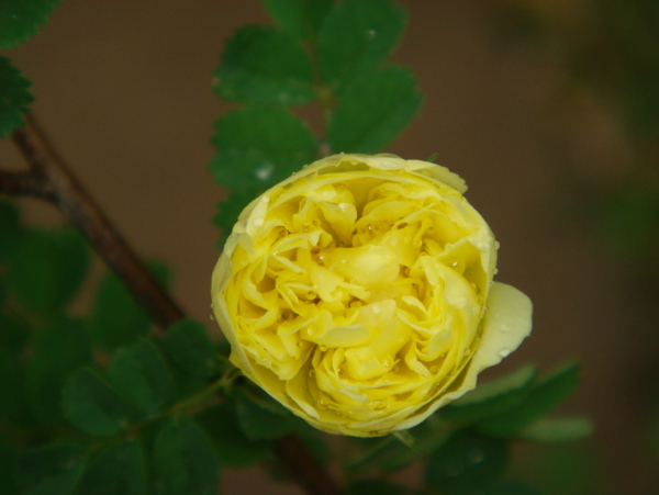 黃色薔薇圖片