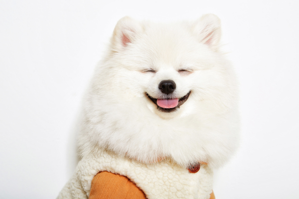 微笑的白色小狗摄影