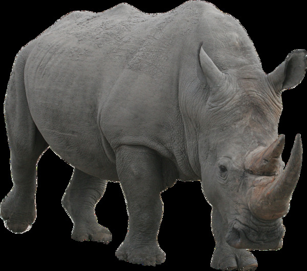 巨型灰色犀牛免抠png透明图层素材