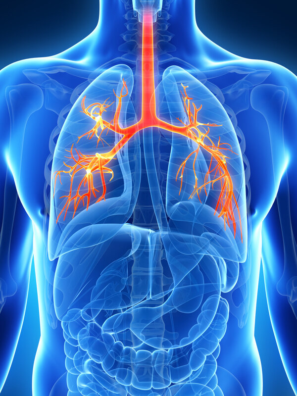 肺部人体器官图片