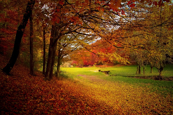 高清秋天树林风景图片