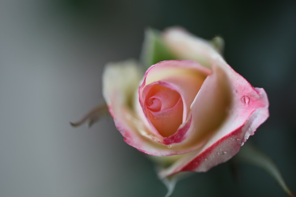 雨后月季花
