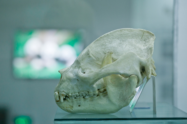 大熊猫头骨图片