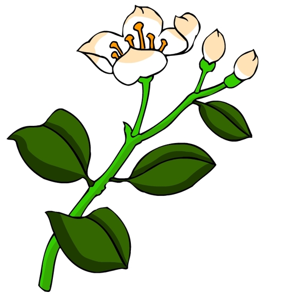 花卉古典插畫