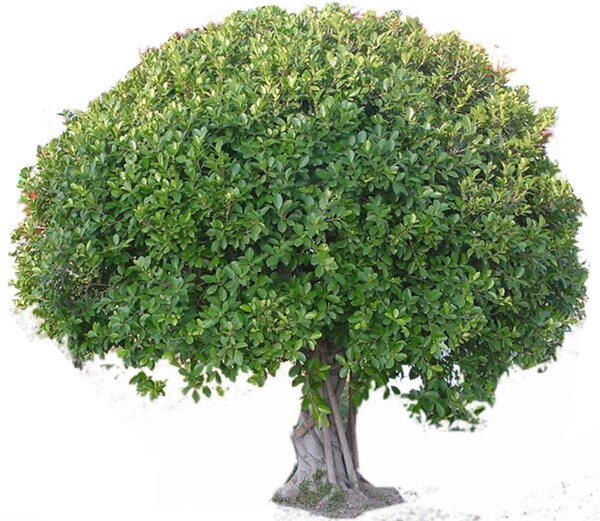 热带植物