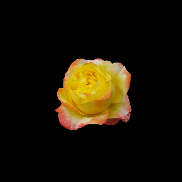非矢量寫(xiě)實(shí)花卉植物花朵免費(fèi)素材