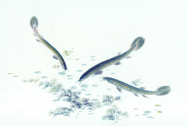 古圖繪畫(huà)動(dòng)物魚(yú)類(lèi)生物