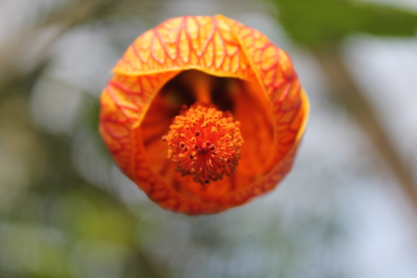 獨(dú)特的紋瓣懸鈴花