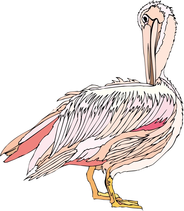各種鳥類鳥動(dòng)物矢量素材EPS格式1264
