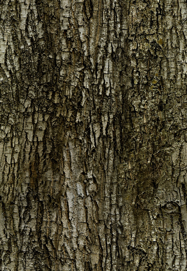 Tree樹(shù)016