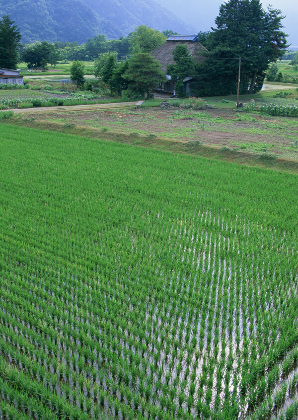 稻田