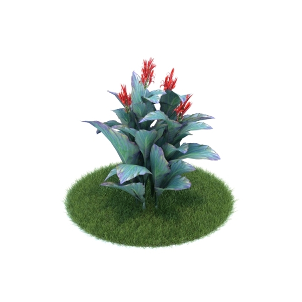 植物模型
