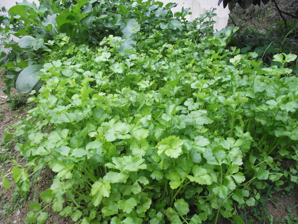 植物圖片