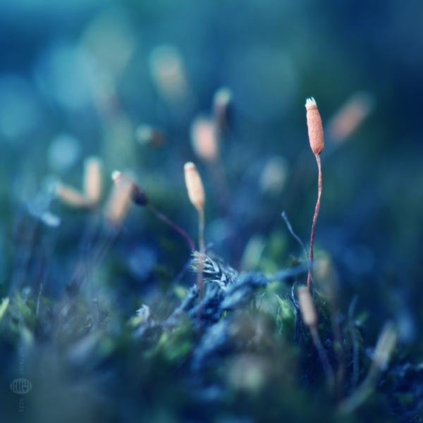 花草樹木