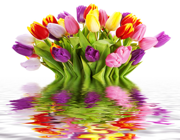 水中郁金香花束倒影圖