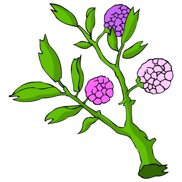 花卉古典插畫
