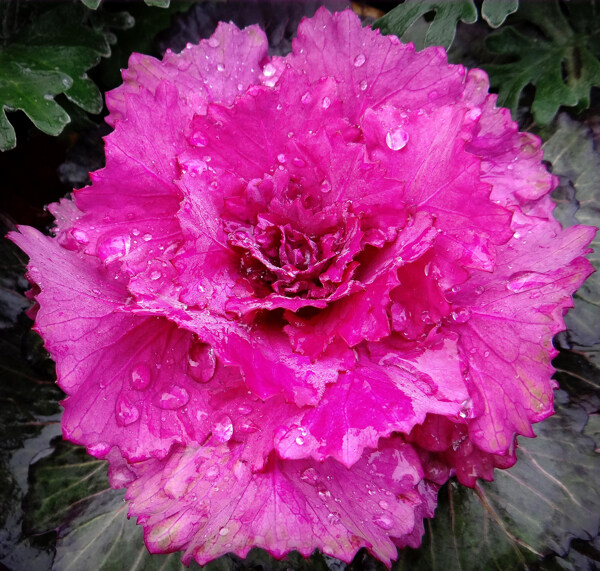 位圖植物攝影寫實(shí)花卉花朵數(shù)碼照片免費(fèi)素材