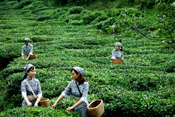 采茶女圖片
