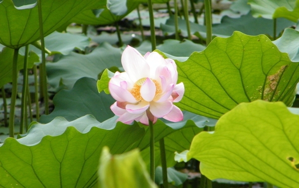 并蒂蓮圖片