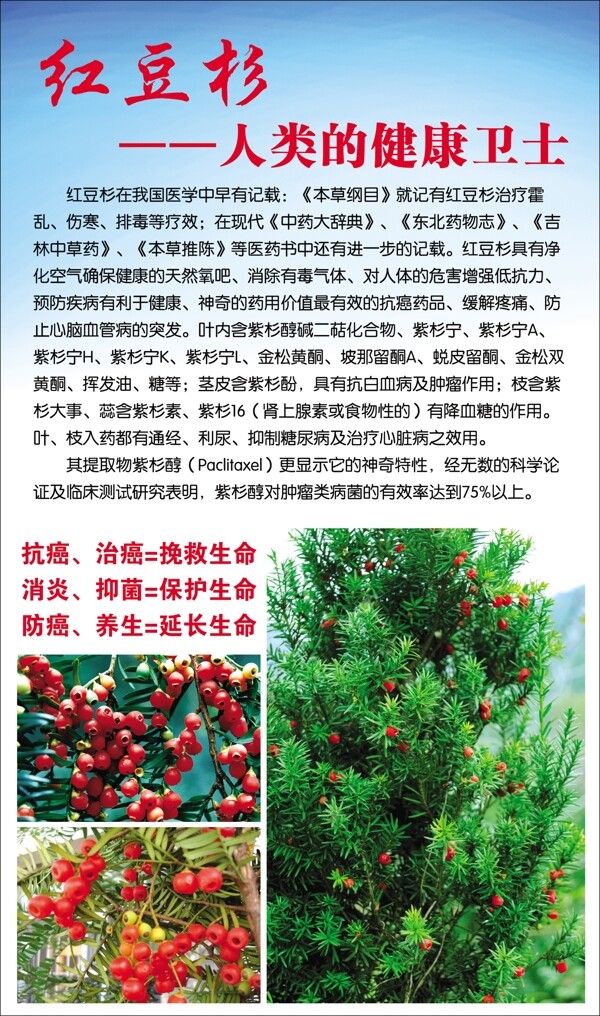 紅豆杉
