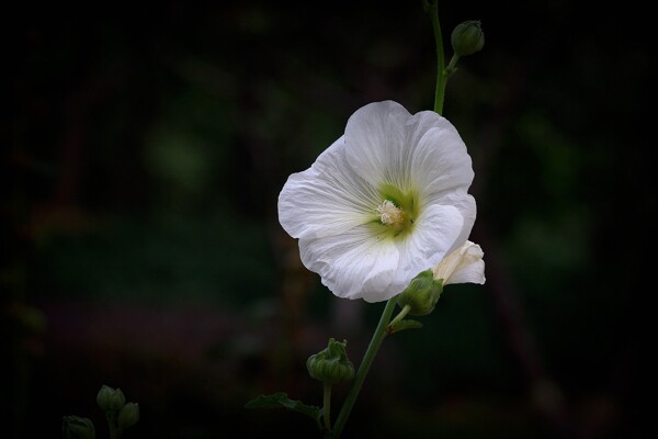 白色蜀葵花图片