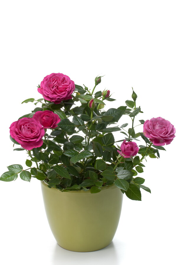 玫瑰花