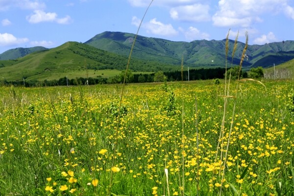內蒙古扎魯特風景
