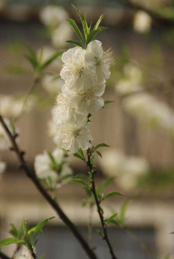 春天的花圖片