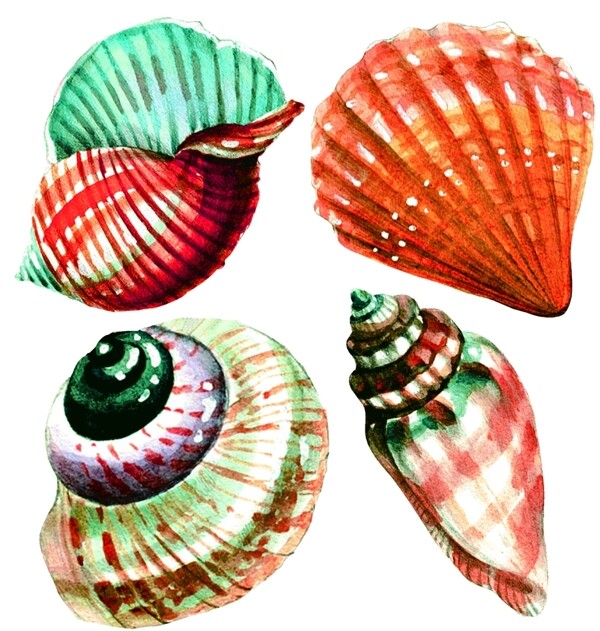 海螺贝壳海螺素材贝壳素材