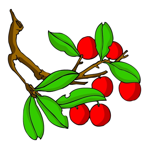 花卉古典插畫