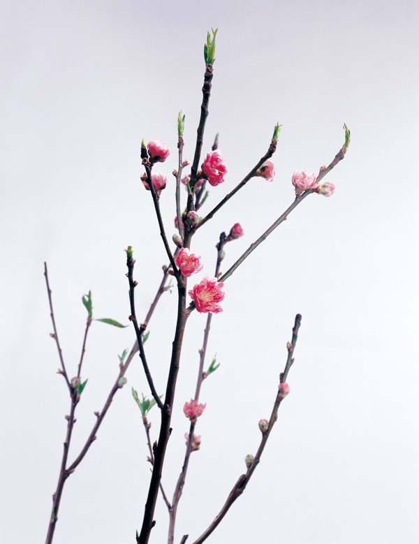 冬天里的梅花