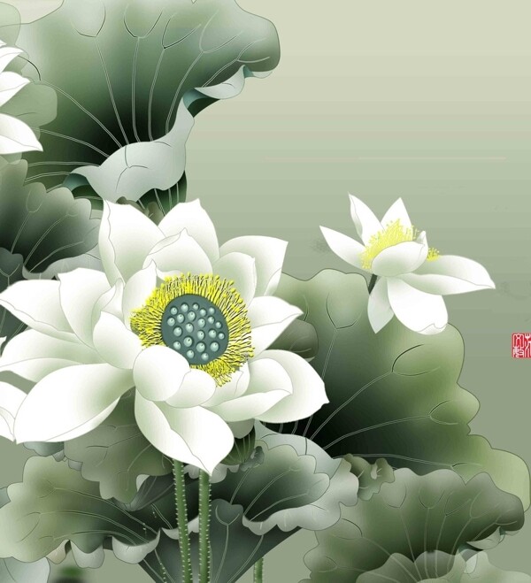 荷花圖片